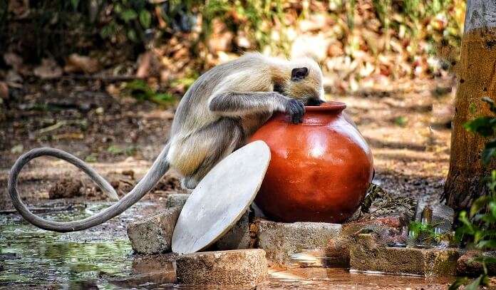 Tamor Pingla Wildlife Sanctuary, Chhattisgarh