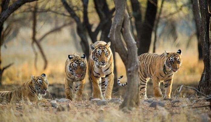 25 Best Wildlife Sanctuaries In India For Your Next 2022 Safari!