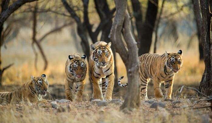 Top 10 Wild Animals To See In India