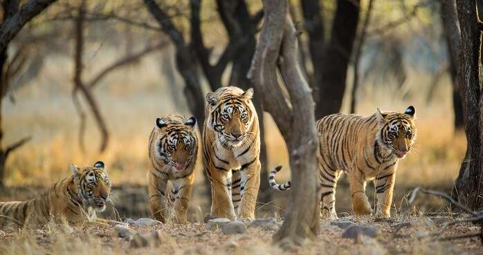 6 Best Wildlife Sanctuaries Near Bangalore Every Nature Lover Must Visit