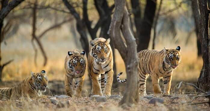 25-best-wildlife-sanctuaries-in-india-for-your-next-2023-safari