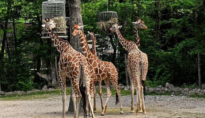 Toronto Zoo Parking