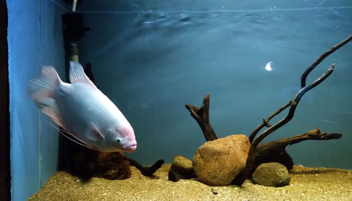 Bangalore Aquarium