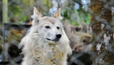 Meet The Endangered Himalayan Wolf in Darjeeling in Winter