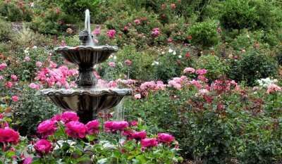 Nehru Rose Garden In Ludhiana