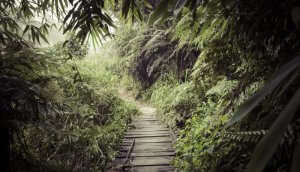Rain Forest Reserve