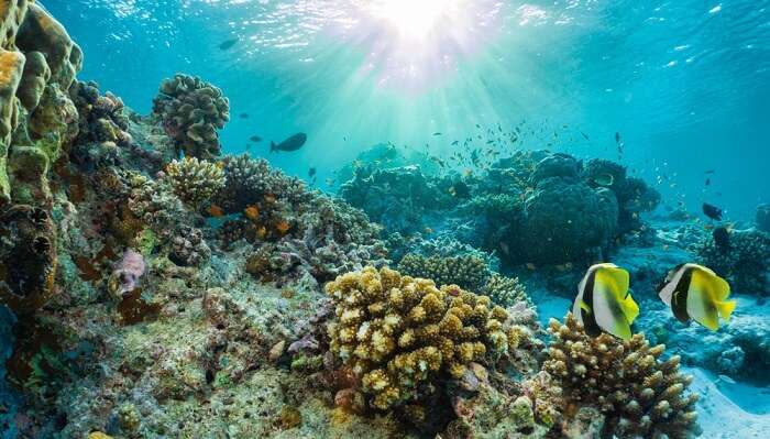 Mediterranean coral clearance