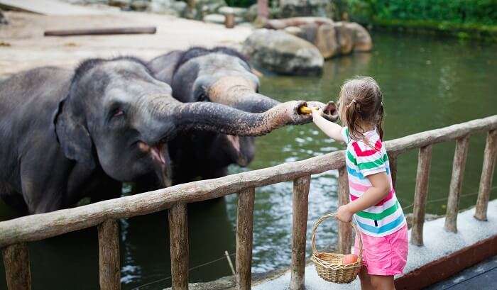 Singapore Wildlife: A mini-guide to explore the amazing wildlife creatures