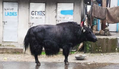 yak picture