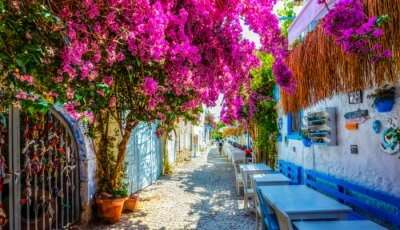 Beautiful Pink Flowers