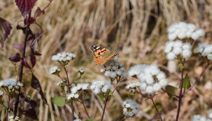 Beautiful Butterfly