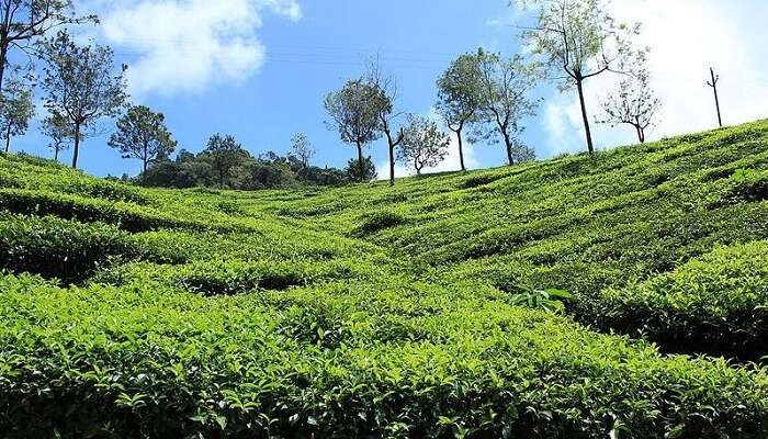 Coonoor