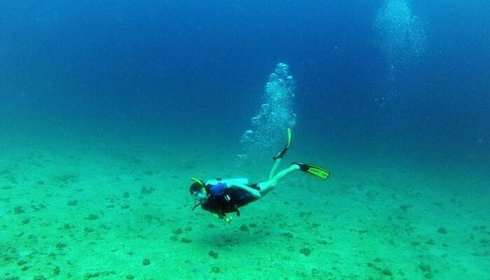 breathtaking life under the ocean