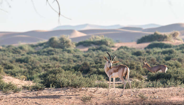 Dubai Wildlife cover