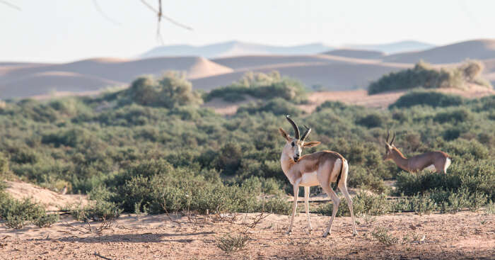 Dubai Wildlife: 6 Nature Reserves To Witness Arabic Flora And Fauna!