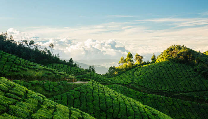 Tea Plantation