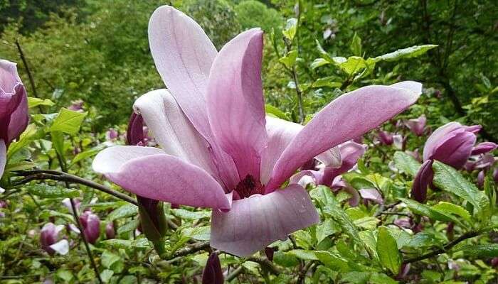 Hoyt Arboretum In Portland