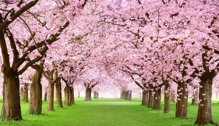 The beauty of the pink cherry blossom trees