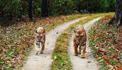 A thrilling view of tigers in Kanha National Park