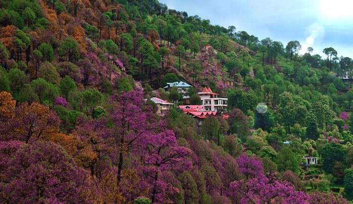 Kasauli In December