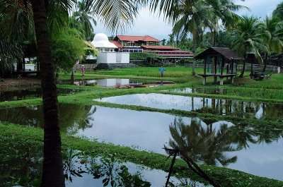 Experience the rice cultivation a top places to visit in Langkawi