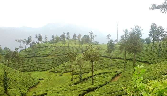 tea cultivation garden