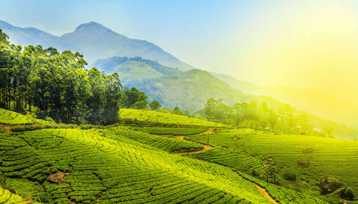 Munnar In Summer cover