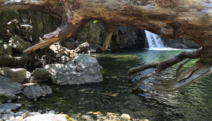 Nature view