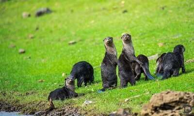 Otters_at_the_bank_of_river_Kabini