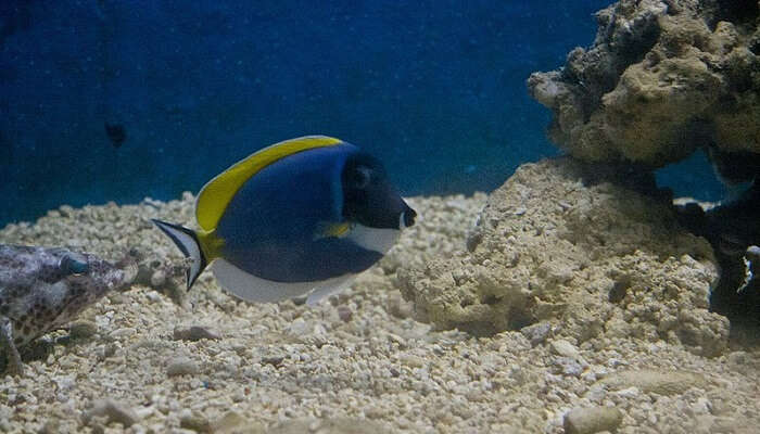 Ratnagiri Aquarium