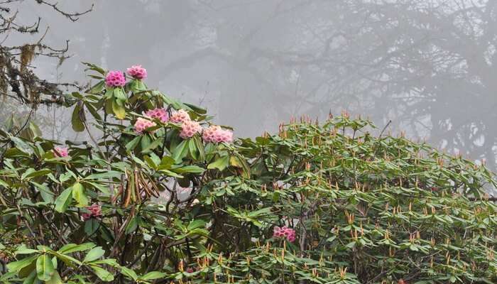Rhododendron Trees and Forests