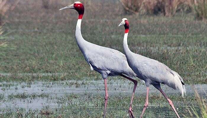 Sultanpur National Park