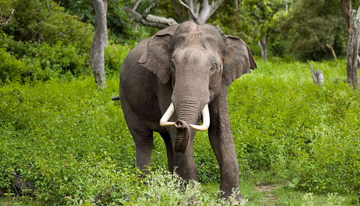 Elephant Walking