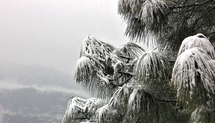 winter view of kasauli