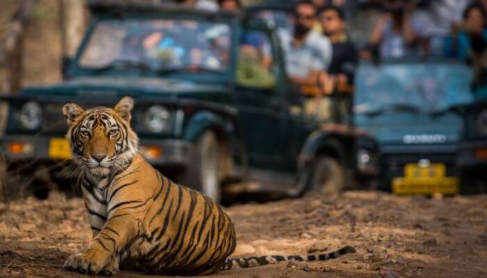 Ranthambore