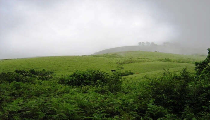 scenic view of vagamon