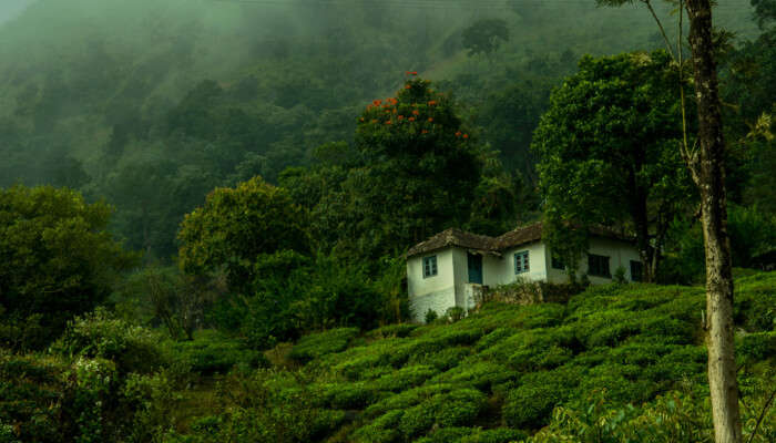 Wayanad In Summer cover