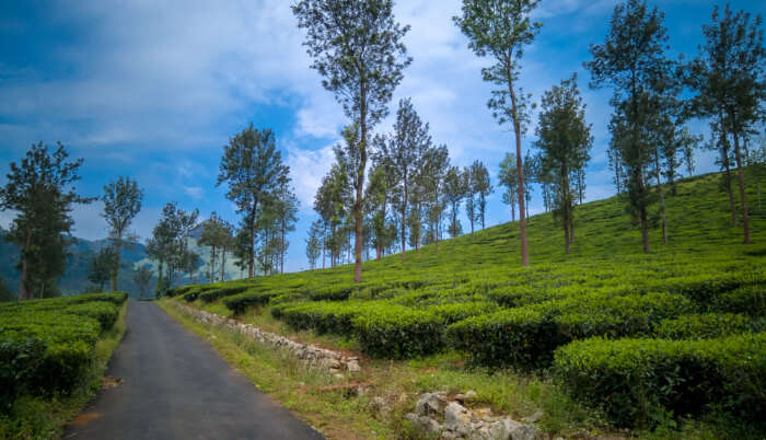 A stunning view of Wayanad, one of the best places to visit in India in April