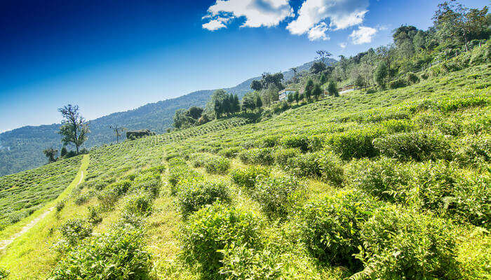 eco tourism resort temi tea garden