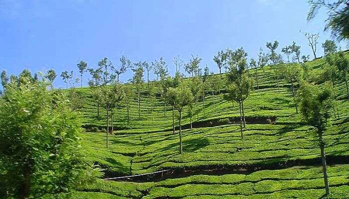ooty