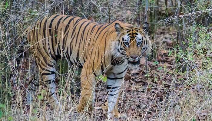 Bandhavgarh National Park