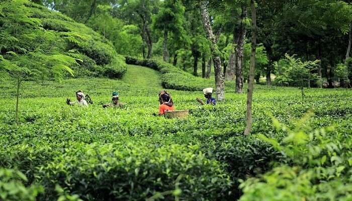 Bangladesh Budget Trip