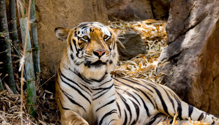 Bannerghatta National Park cover