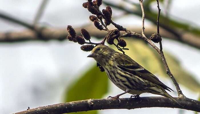 Sikkim Wildlife 8 National Parks And Sanctuaries To Witness It