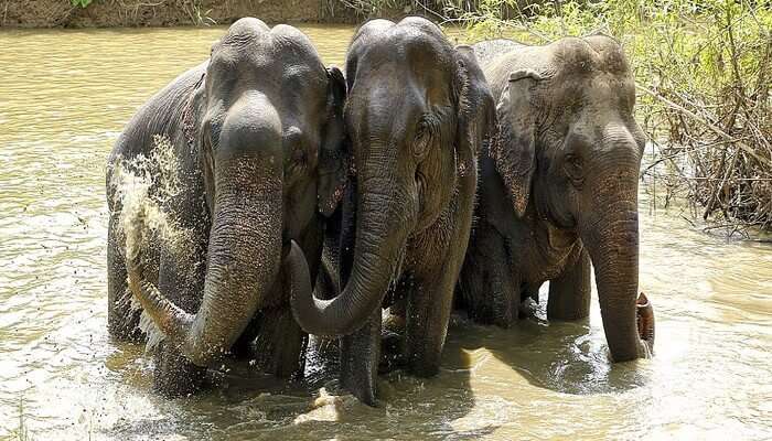 Boon Lott’s Elephant Sanctuary in Sukhothai