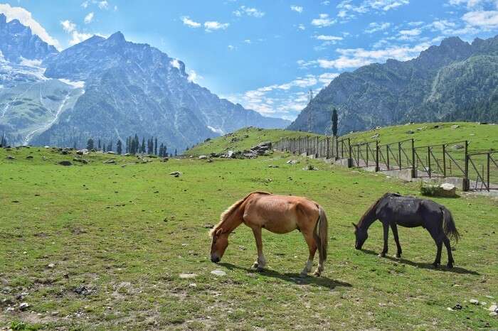 12 Best Things To Do In Sonmarg For All Travelers