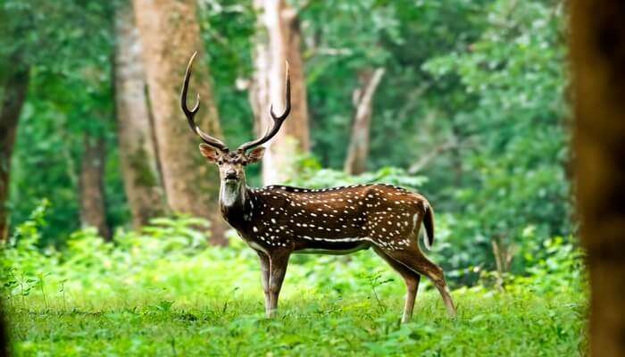 wildlife of hyderabad