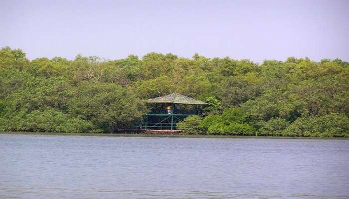 Natural Beauty of Bird Sanctuary