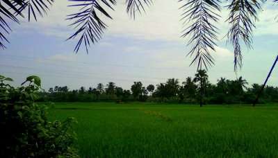 Konaseema is one of the best places to visit in Andhra Pradesh shadowed with palm trees