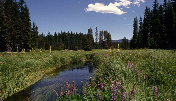 Mount Hood National Forest in Oregon
